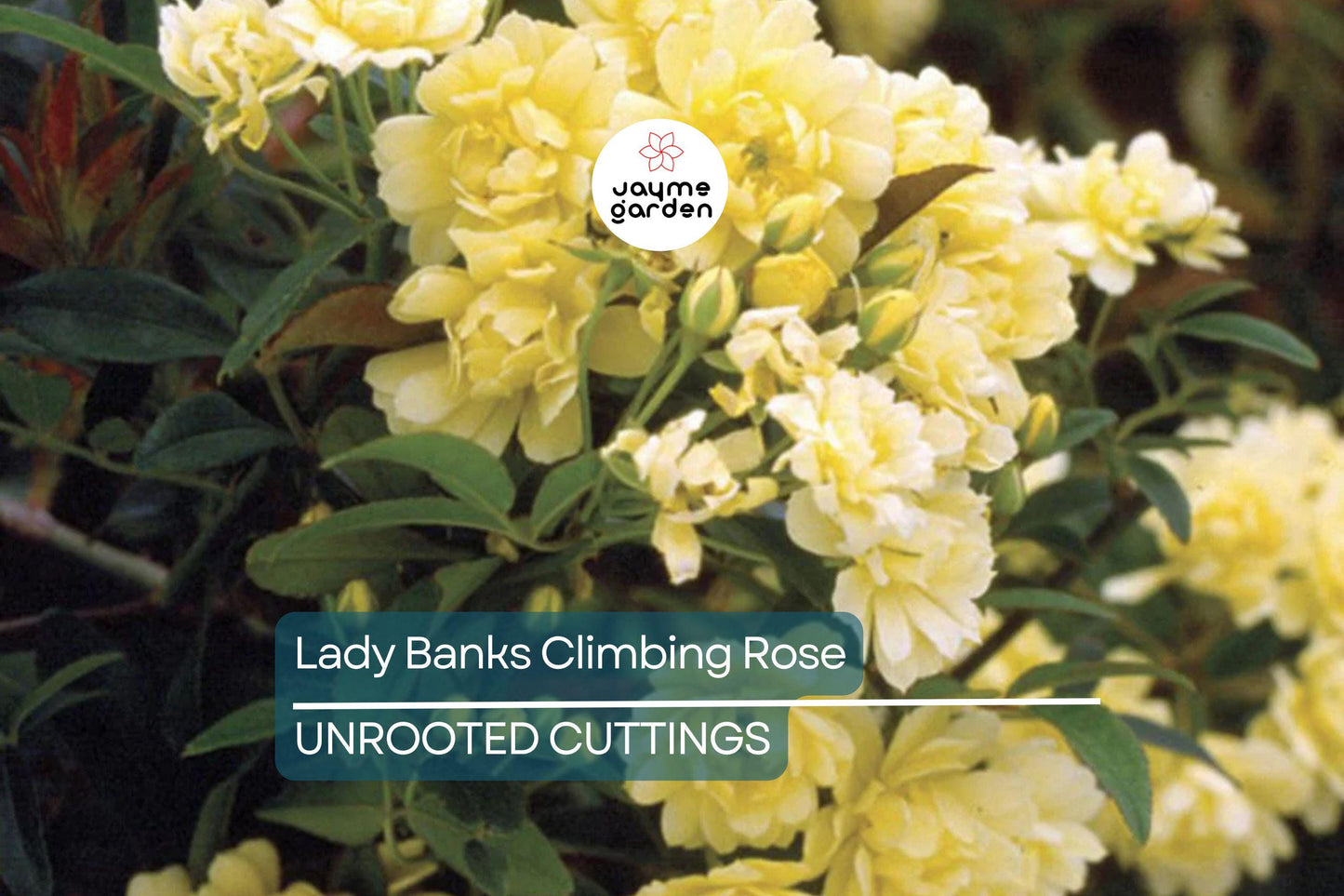 Lady Banks Climbing Rose Cuttings (4) | Thornless, Soft Yellow Blooms | Organic & USA Grown |