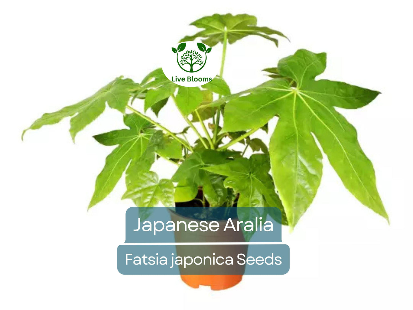 20 Japanese Aralia Seeds | Fatsia japonica, Indoor Potted or Border Plant, Evergreen Shrub, Non-GMO, Low-Light Houseplant for Home & Garden