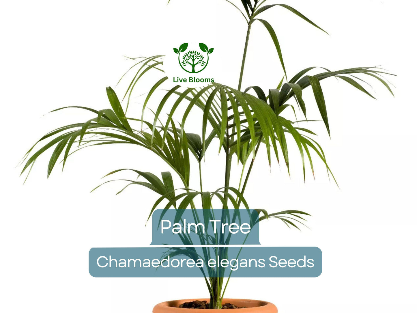 15 Indoor Palm Tree Seeds | Chamaedorea Parlour Palm, Parlor Palm, Tropical Pot Plant, Low-Light, Easy Care, Non-GMO Houseplant Seeds