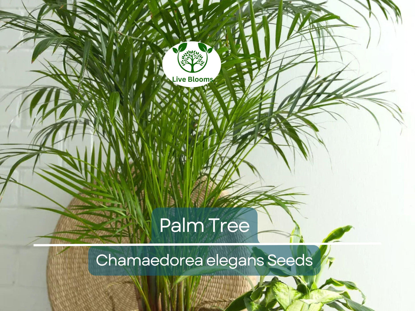 15 Indoor Palm Tree Seeds | Chamaedorea Parlour Palm, Parlor Palm, Tropical Pot Plant, Low-Light, Easy Care, Non-GMO Houseplant Seeds