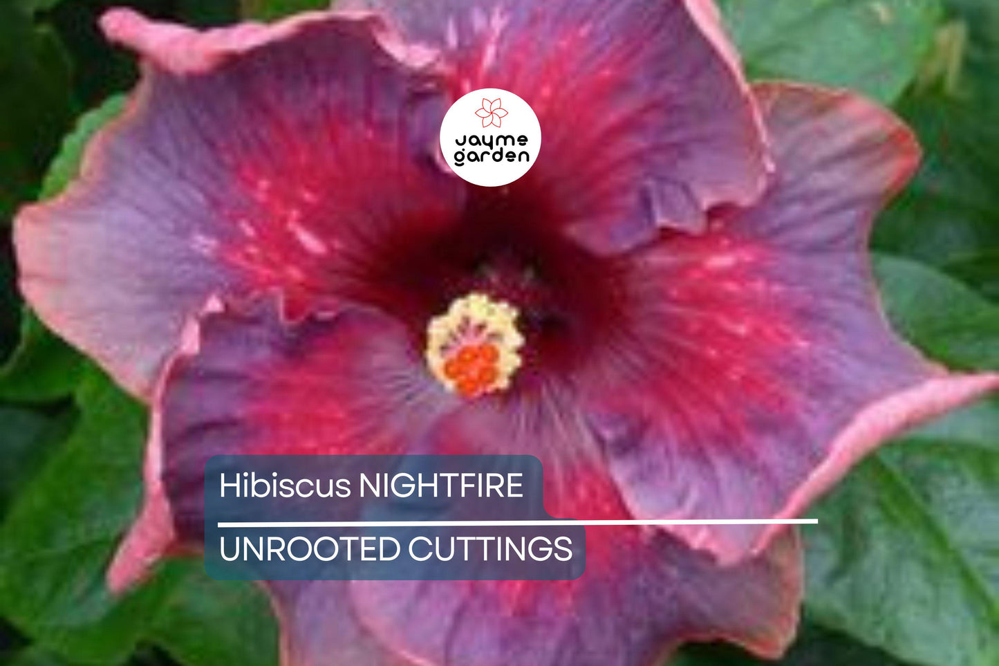 Rare Hibiscus Nightfire Starter Plant - 3 Fresh Unrooted Cuttings, Exotic Flowering Plant