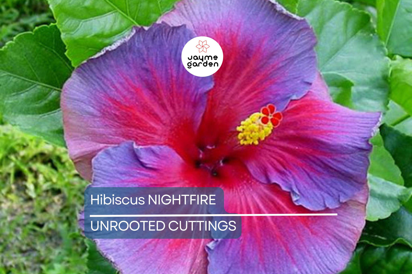 Rare Hibiscus Nightfire Starter Plant - 3 Fresh Unrooted Cuttings, Exotic Flowering Plant