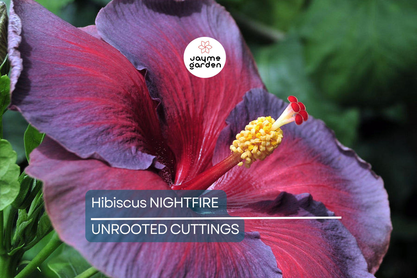 Rare Hibiscus Nightfire Starter Plant - 3 Fresh Unrooted Cuttings, Exotic Flowering Plant