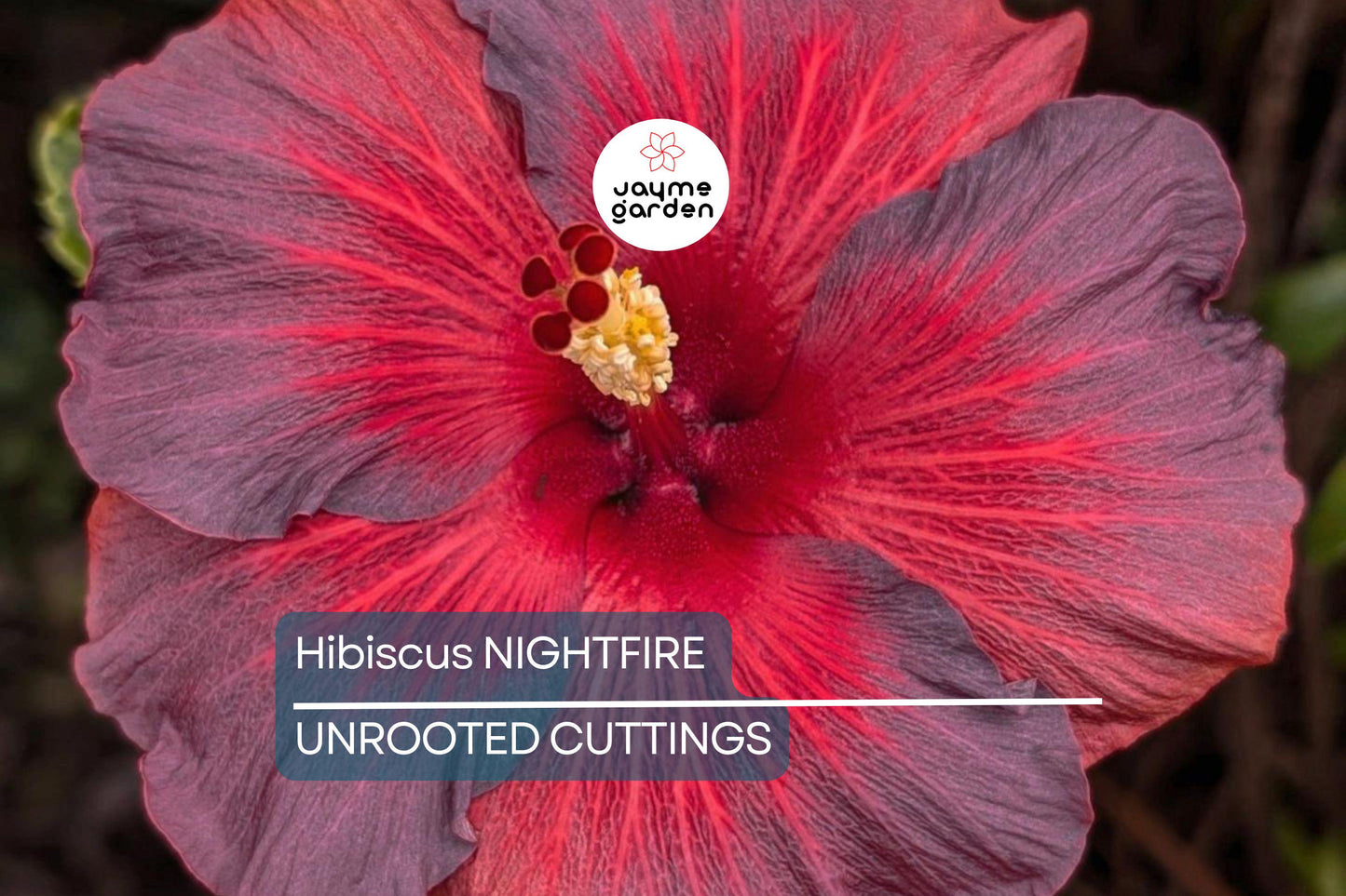 Rare Hibiscus Nightfire Starter Plant - 3 Fresh Unrooted Cuttings, Exotic Flowering Plant