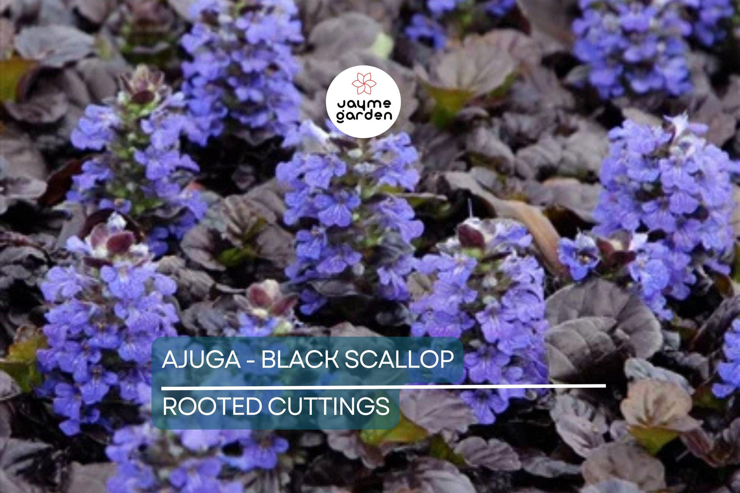 2 Starter Plants of Ajuga Black Scallop Ground Cover Plant - Dark Burgundy Leaves, Blue Flowers, Hardy Perennial