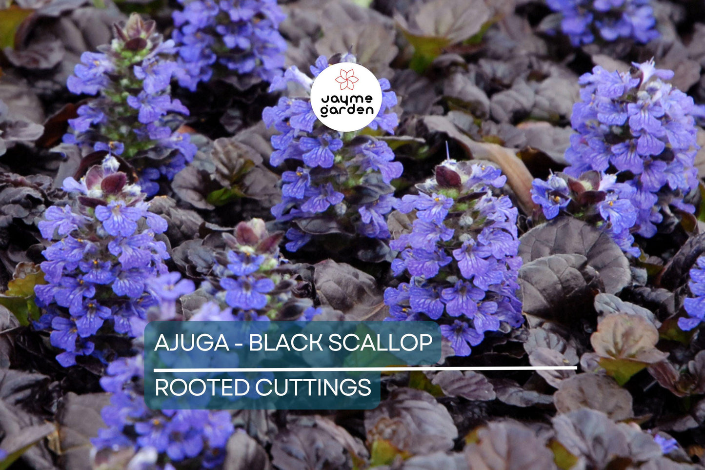 2 Starter Plants of Ajuga Black Scallop Ground Cover Plant - Dark Burgundy Leaves, Blue Flowers, Hardy Perennial
