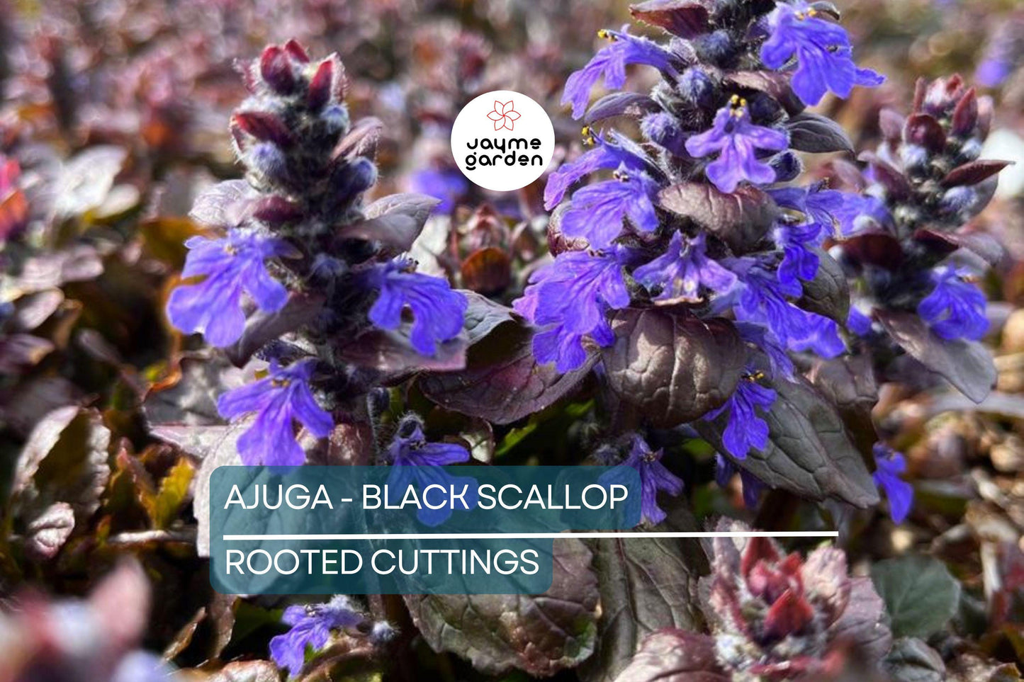 2 Starter Plants of Ajuga Black Scallop Ground Cover Plant - Dark Burgundy Leaves, Blue Flowers, Hardy Perennial