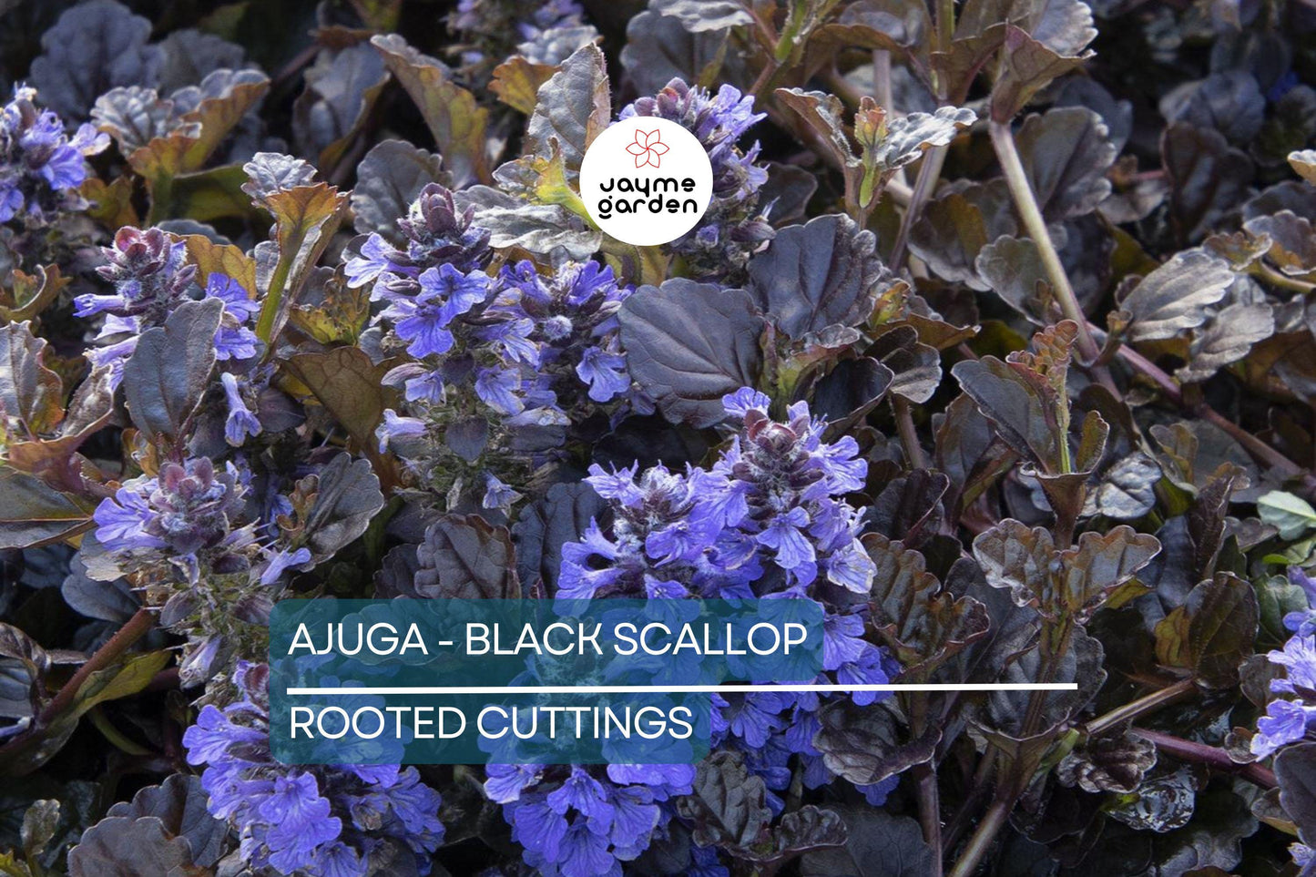 2 Starter Plants of Ajuga Black Scallop Ground Cover Plant - Dark Burgundy Leaves, Blue Flowers, Hardy Perennial