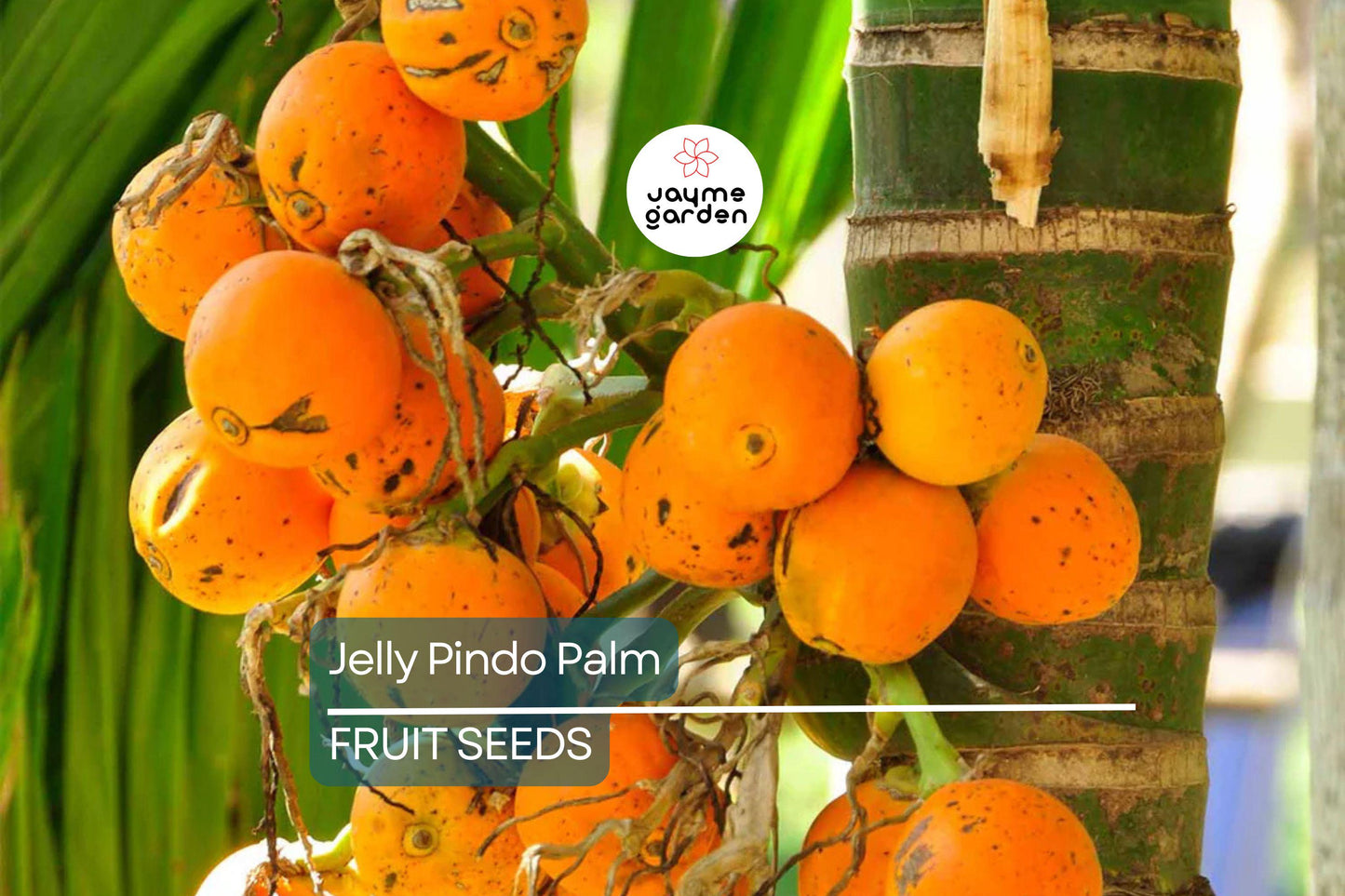 10 Jelly Pindo Palm Tree Seeds (Butia capitata) – Cold Hardy, Tropical Fruit, Exotic