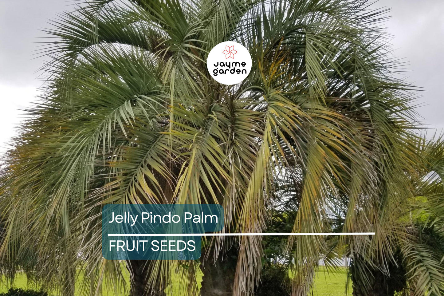 10 Jelly Pindo Palm Tree Seeds (Butia capitata) – Cold Hardy, Tropical Fruit, Exotic