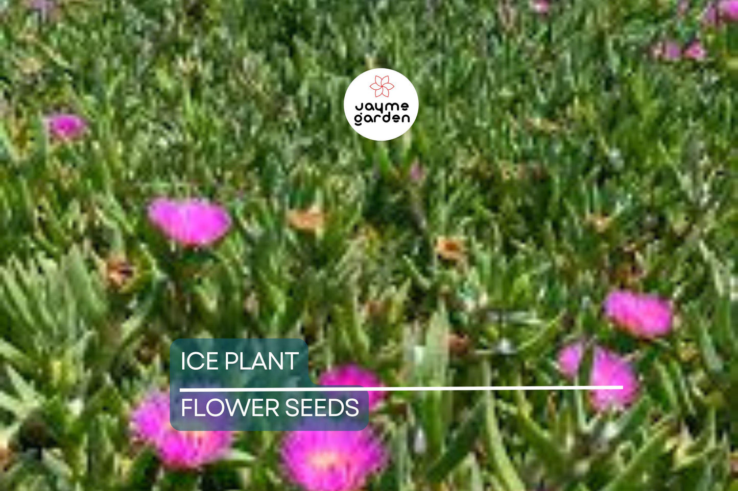 20 Ice Plant Seeds (Delosperma cooperi) - Hardy Succulent Ground Cover, 6" Tall, Magenta Flowers