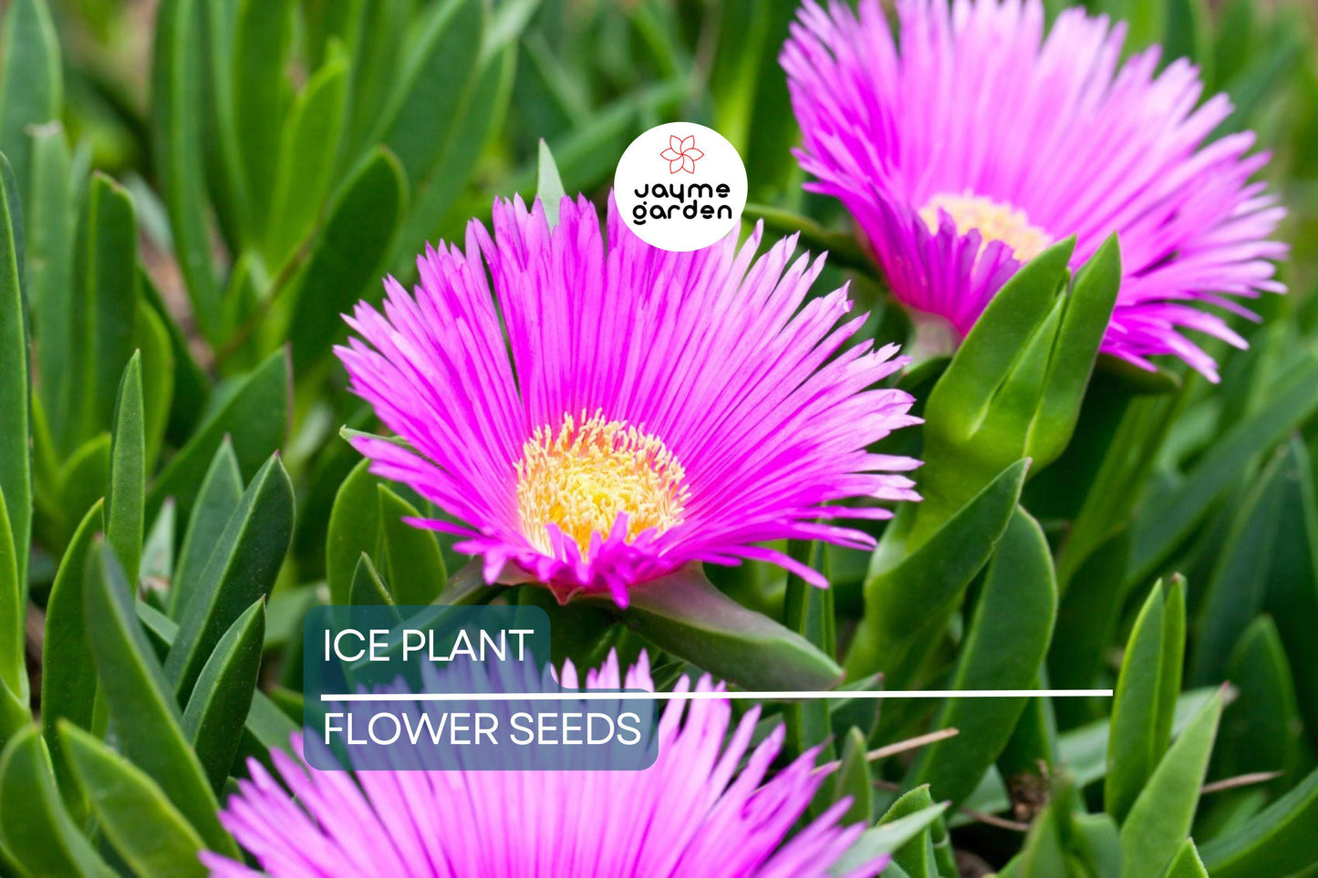 20 Ice Plant Seeds (Delosperma cooperi) - Hardy Succulent Ground Cover, 6" Tall, Magenta Flowers