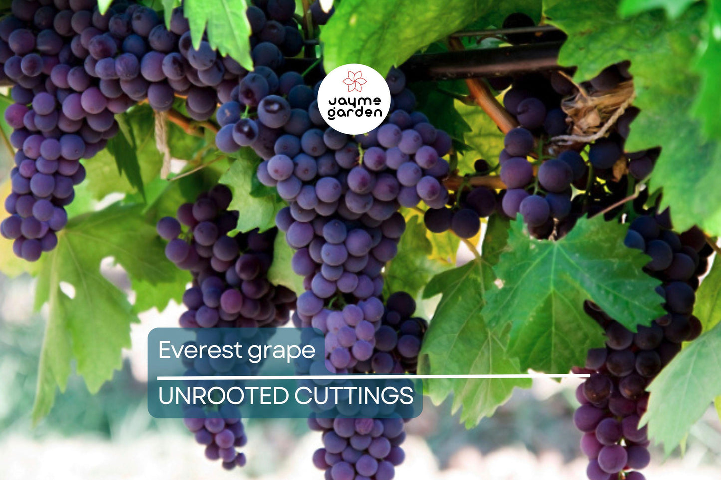 Everest Grape - 4 Healthy Cuttings (2-3 Nodes) for Easy Grafting or Rooting | Seedless Table Grape, Large Blue Berries