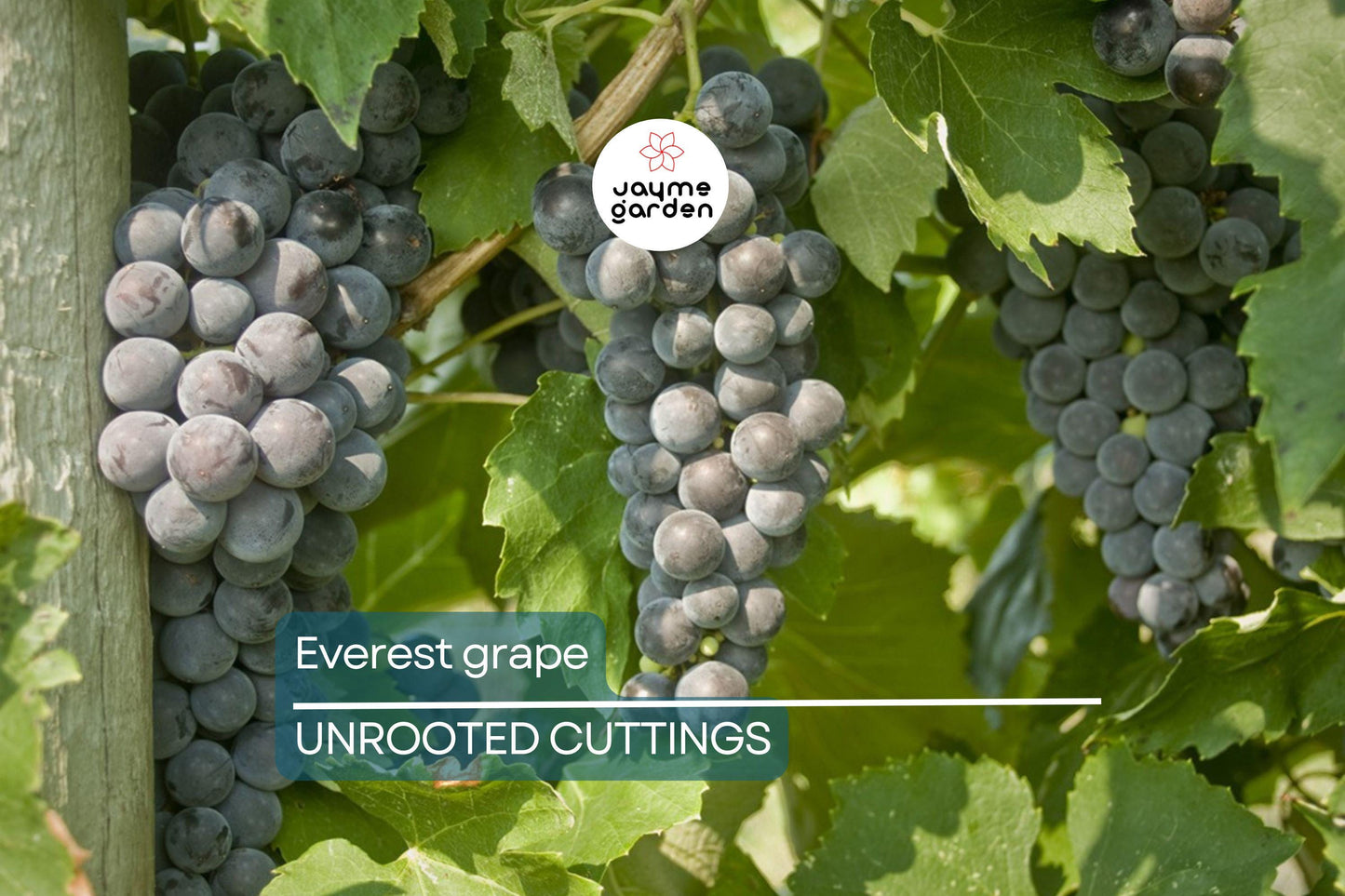 Everest Grape - 4 Healthy Cuttings (2-3 Nodes) for Easy Grafting or Rooting | Seedless Table Grape, Large Blue Berries