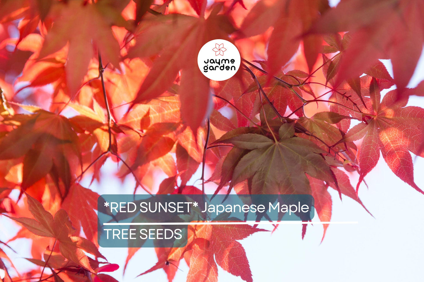 10 Red Sunset Japanese Maple Tree Seeds (Acer rubrum) – Fast-Growing Shade Tree 40-60' for Landscaping or Bonsai