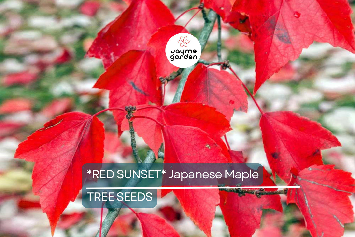 10 Red Sunset Japanese Maple Tree Seeds (Acer rubrum) – Fast-Growing Shade Tree 40-60' for Landscaping or Bonsai