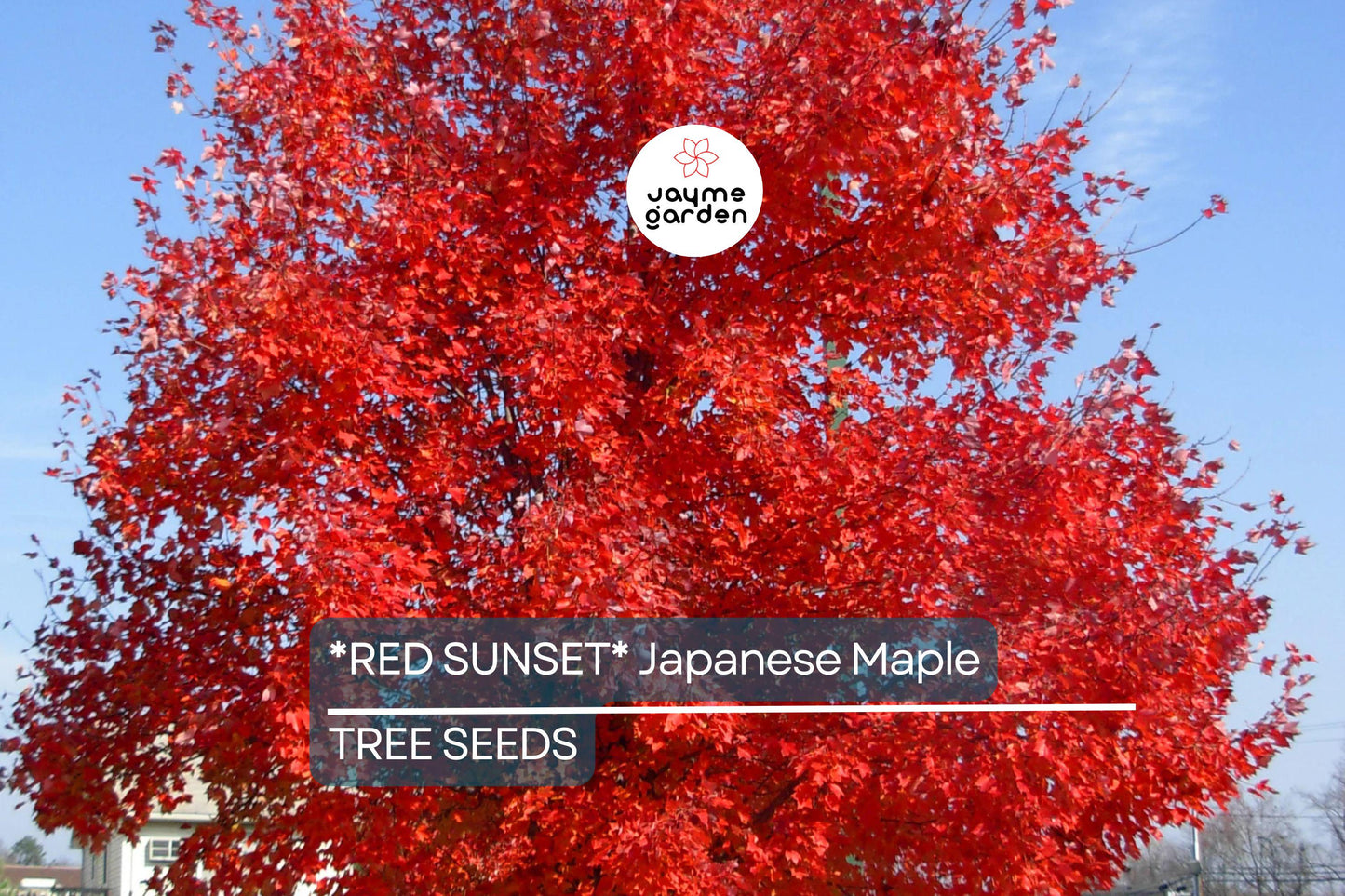 10 Red Sunset Japanese Maple Tree Seeds (Acer rubrum) – Fast-Growing Shade Tree 40-60' for Landscaping or Bonsai