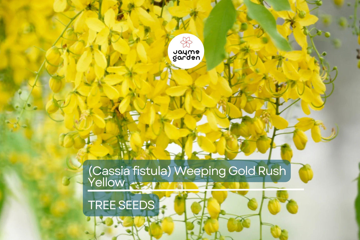 10 Golden Shower Tree (Cassia fistula) Seeds – 30-40' Tall, Weeping Yellow Flowers, Fast Growing