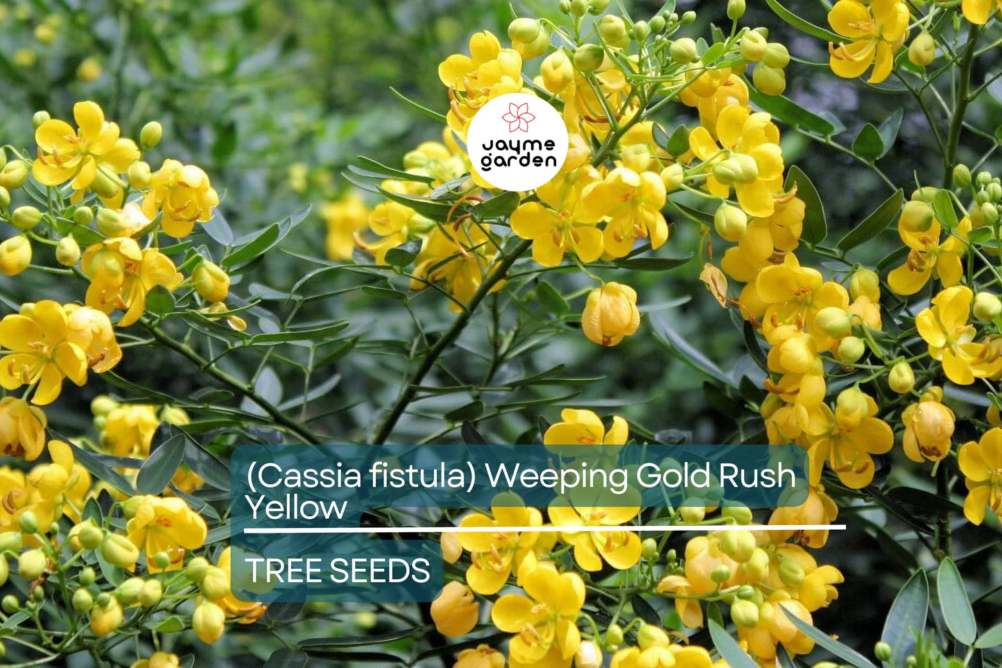 10 Golden Shower Tree (Cassia fistula) Seeds – 30-40' Tall, Weeping Yellow Flowers, Fast Growing