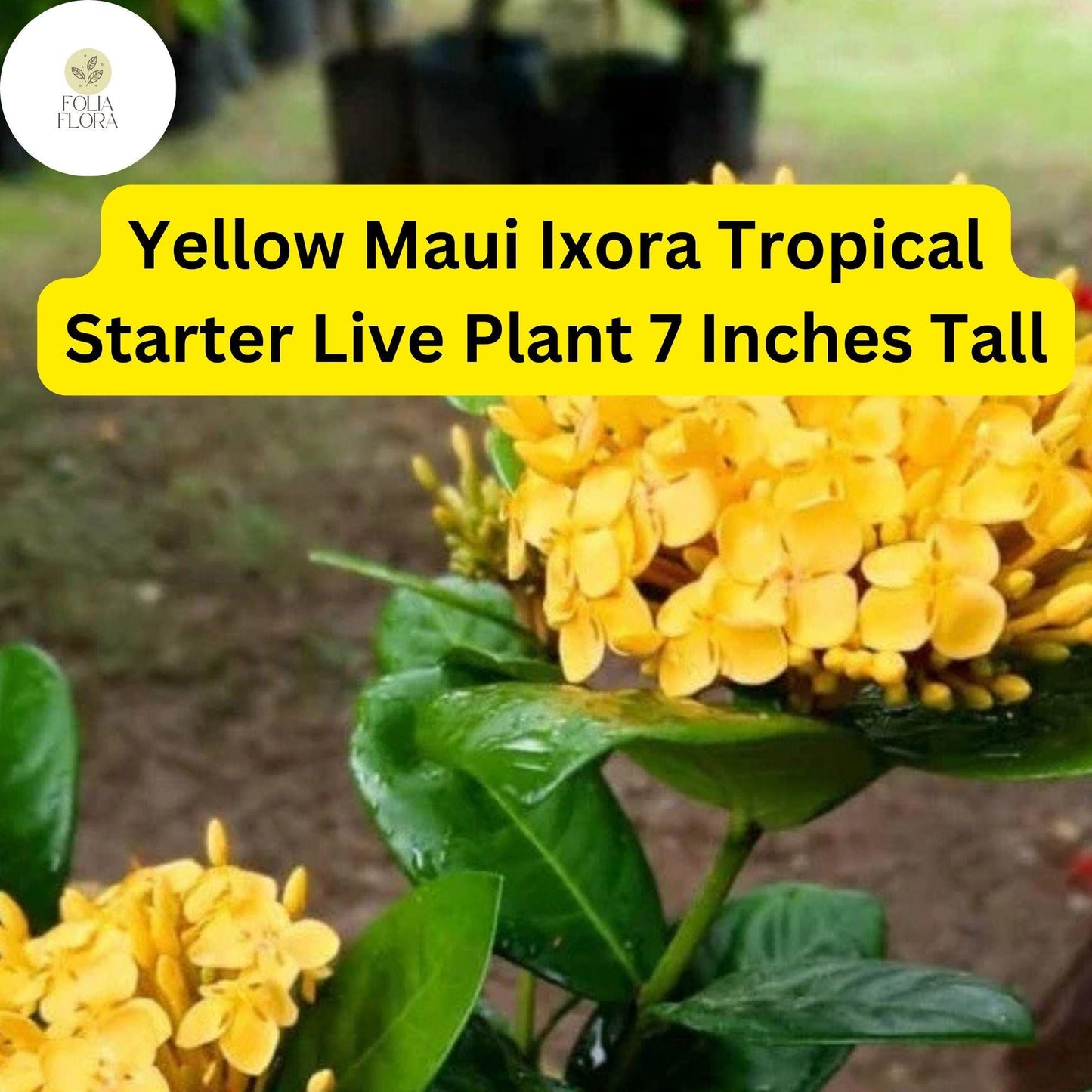 Ixora coccinea 'Yellow Maui' - 2 Live Tropical Starter Plants 7" Tall - Vibrant Yellow Flowering Shrub