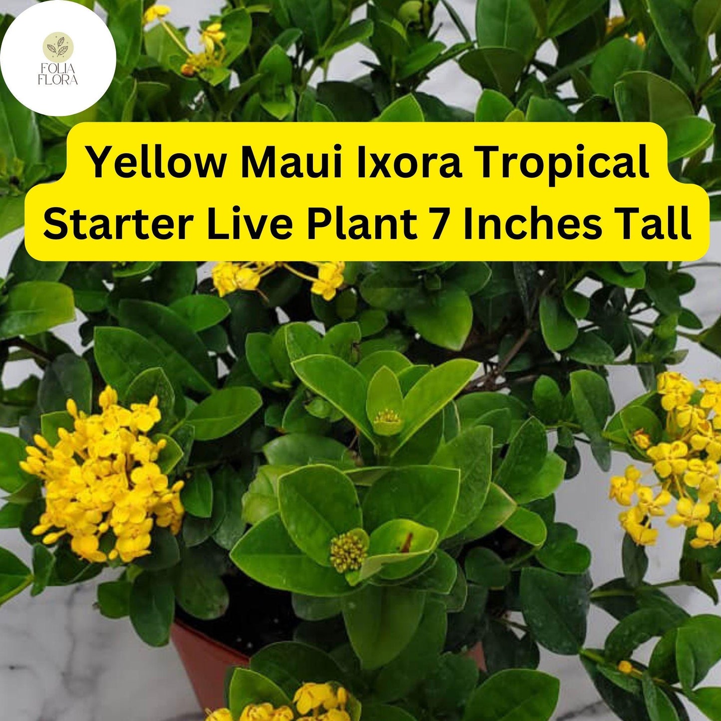 Ixora coccinea 'Yellow Maui' - 2 Live Tropical Starter Plants 7" Tall - Vibrant Yellow Flowering Shrub