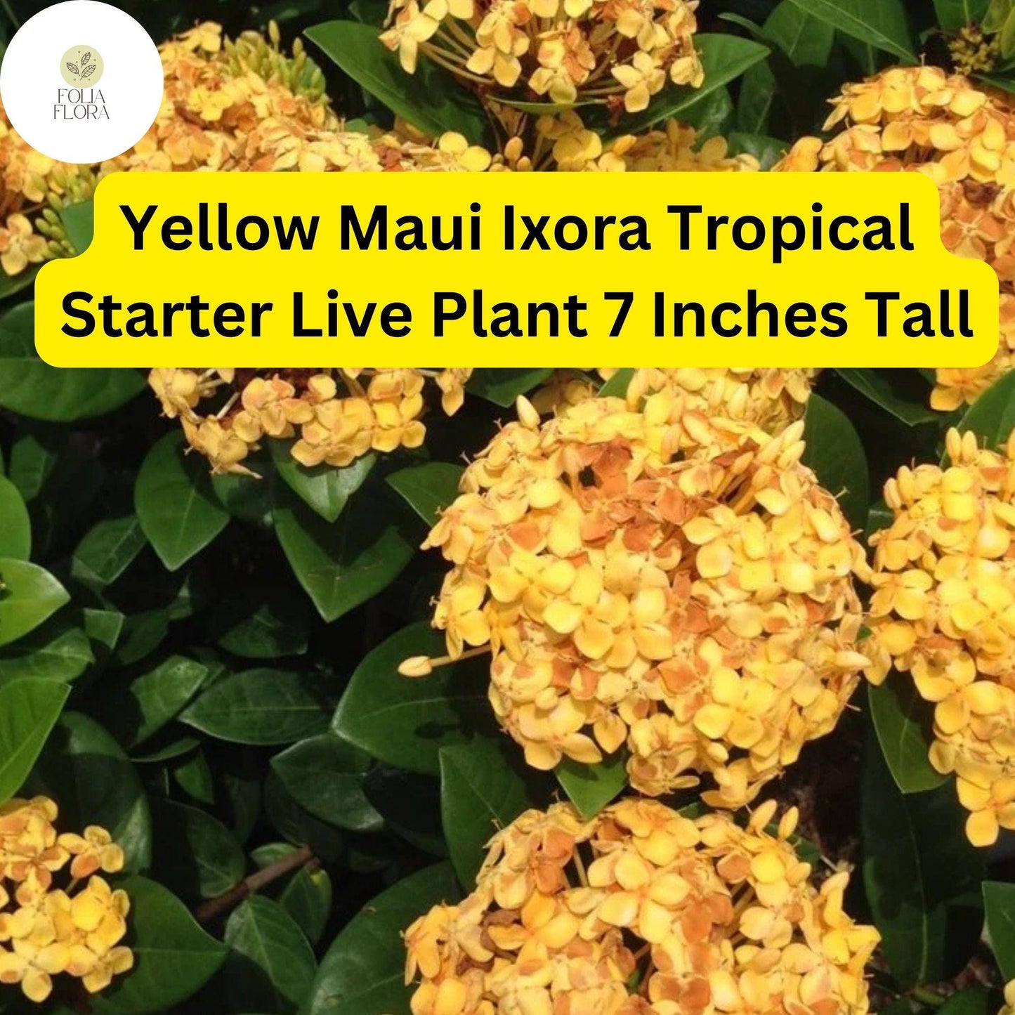 Ixora coccinea 'Yellow Maui' - 2 Live Tropical Starter Plants 7" Tall - Vibrant Yellow Flowering Shrub
