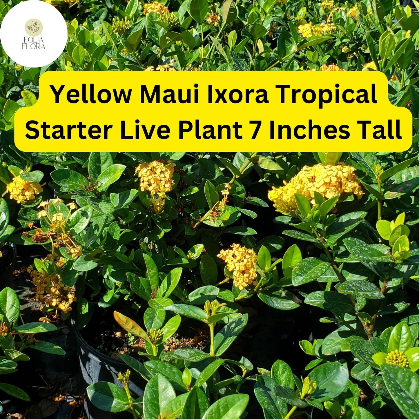 Ixora coccinea 'Yellow Maui' - 2 Live Tropical Starter Plants 7" Tall - Vibrant Yellow Flowering Shrub