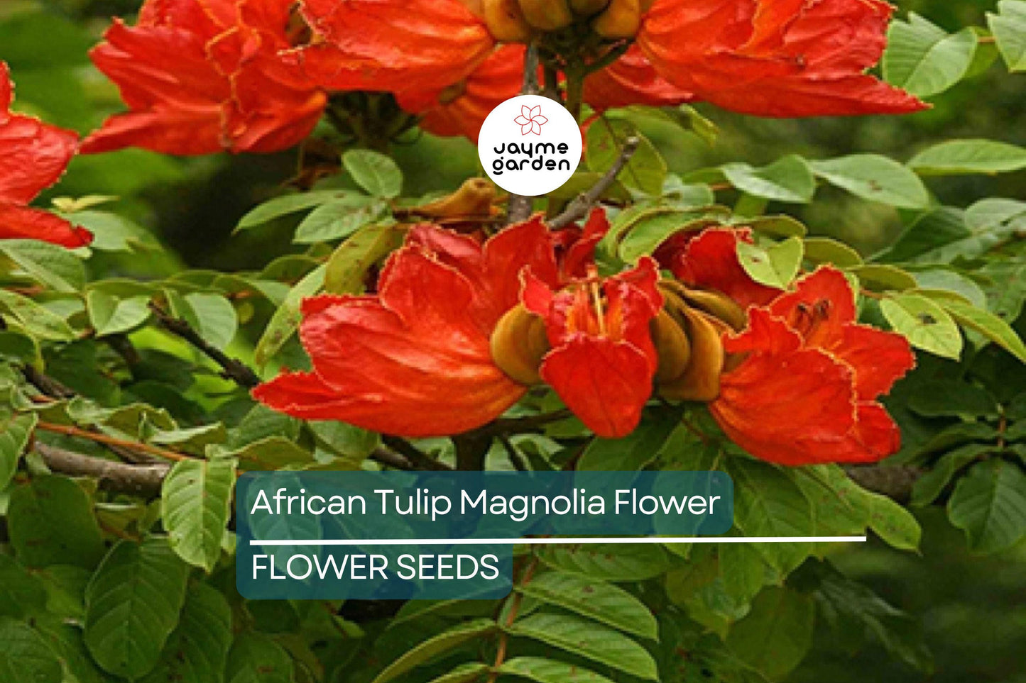 10 African Tulip Tree Seeds (Spathodea campanulata) – Exotic Blooms, 50 Ft Tall, Zones 10-12