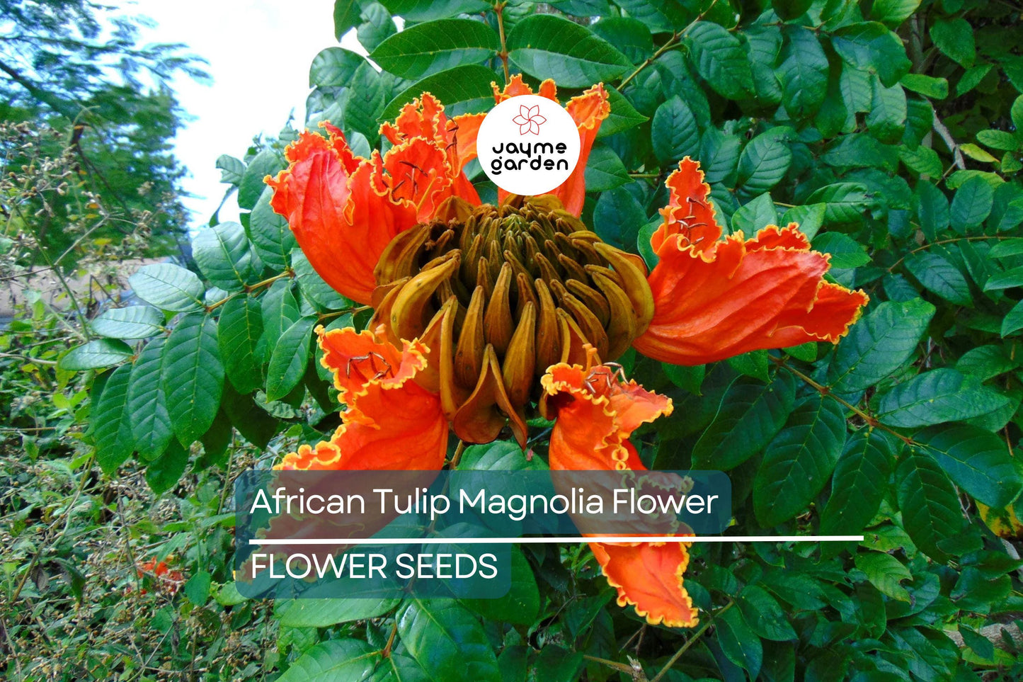 10 African Tulip Tree Seeds (Spathodea campanulata) – Exotic Blooms, 50 Ft Tall, Zones 10-12