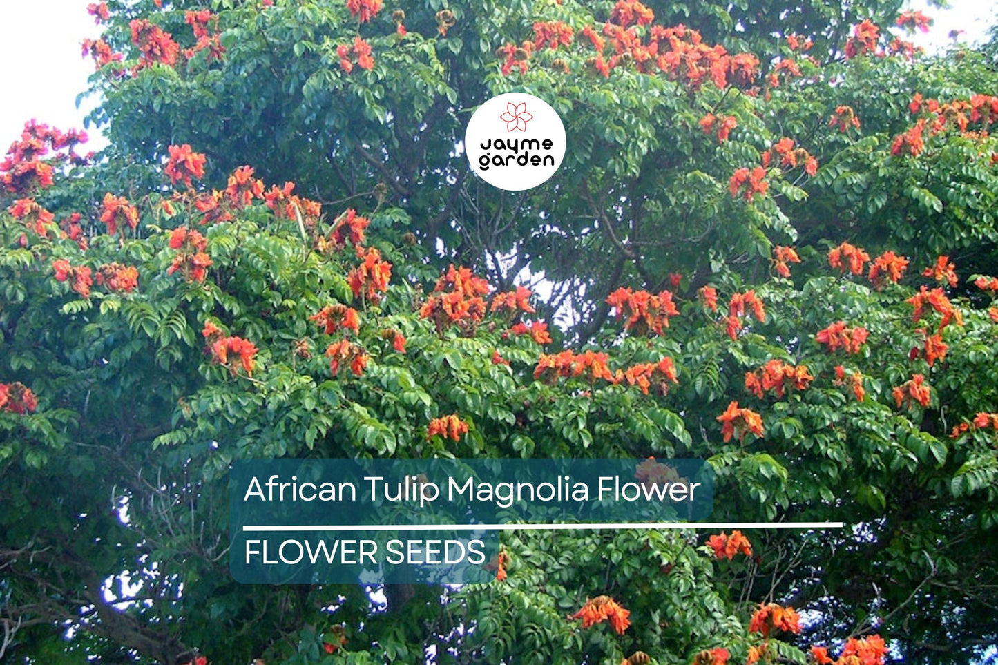 10 African Tulip Tree Seeds (Spathodea campanulata) – Exotic Blooms, 50 Ft Tall, Zones 10-12