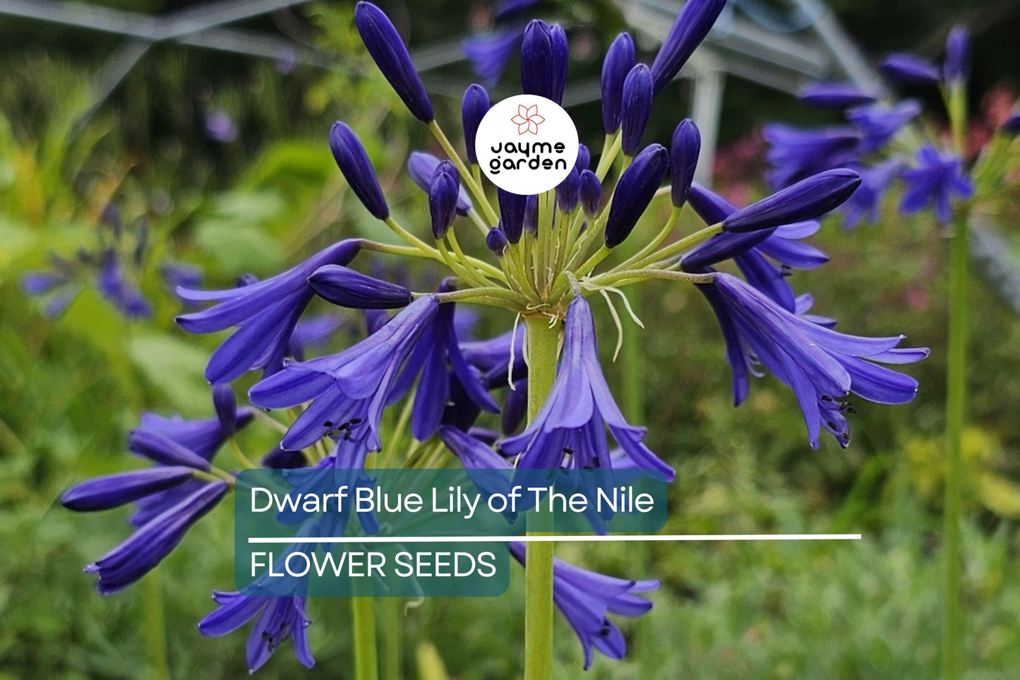 25 Dwarf Blue Lily of the Nile Seeds – Agapanthus ‘Peter Pan’ Perennial Flower, Zone 8-11