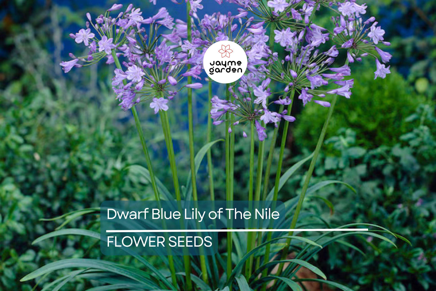 25 Dwarf Blue Lily of the Nile Seeds – Agapanthus ‘Peter Pan’ Perennial Flower, Zone 8-11