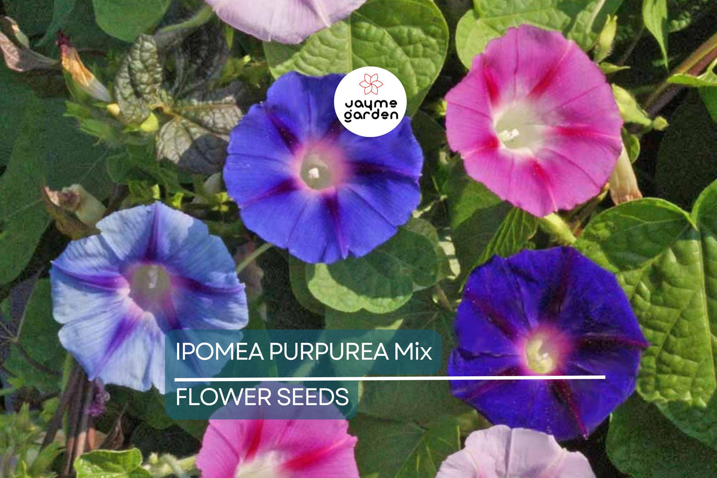20 Ipomoea Purpurea Mix Tall Morning Glory Seeds - Fast Hardy Climber, Blue, Purple, Pink Flowers, 8-10 ft Vine, Attracts Pollinators