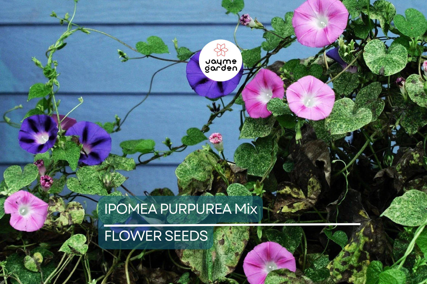 20 Ipomoea Purpurea Mix Tall Morning Glory Seeds - Fast Hardy Climber, Blue, Purple, Pink Flowers, 8-10 ft Vine, Attracts Pollinators