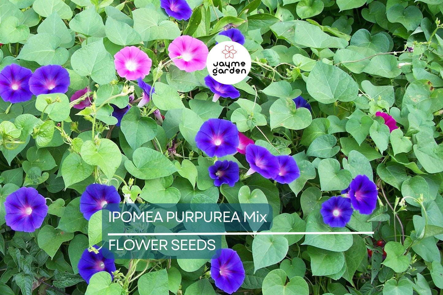 20 Ipomoea Purpurea Mix Tall Morning Glory Seeds - Fast Hardy Climber, Blue, Purple, Pink Flowers, 8-10 ft Vine, Attracts Pollinators