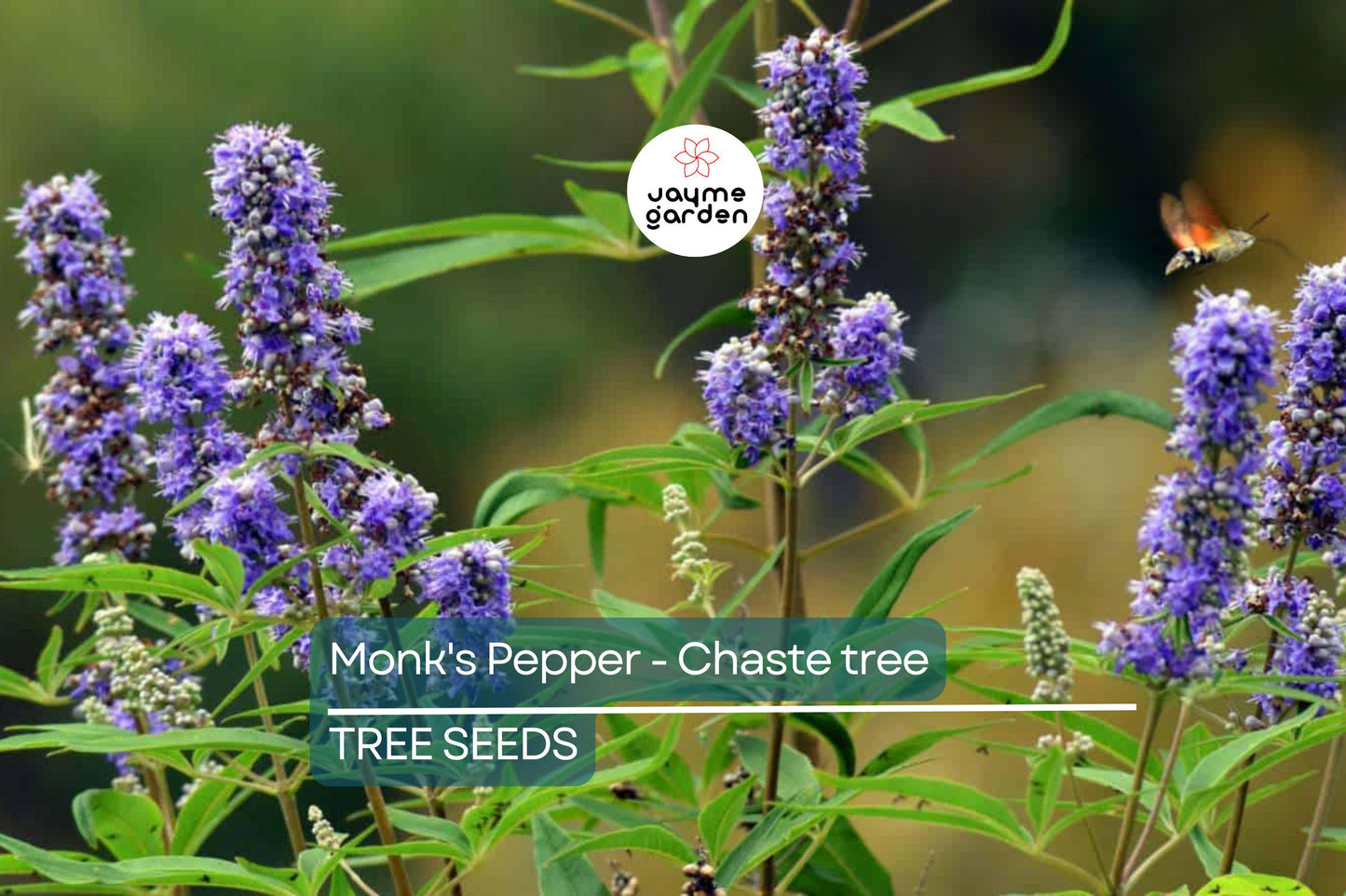 20 Chaste Tree Seeds – Vitex agnus-castus, Hardy Lilac Flowers, Deer Resistant, Attracts Butterflies & Bees, Zones 6-9, Fast Growing