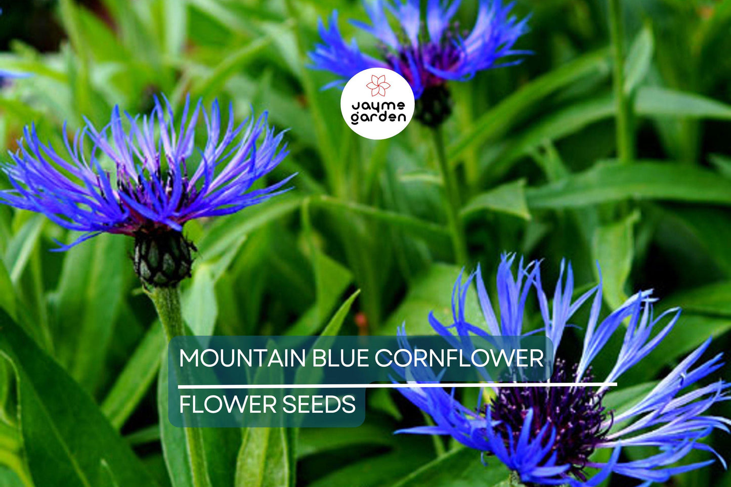 20 Mountain Blue Cornflower Seeds (Centaurea montana) - 1-2ft Tall, Cold Hardy Perennial, Pollinator-Friendly