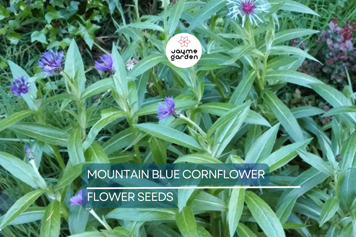 20 Mountain Blue Cornflower Seeds (Centaurea montana) - 1-2ft Tall, Cold Hardy Perennial, Pollinator-Friendly