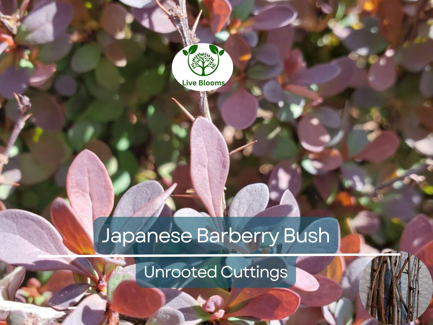 6 Japanese Barberry Bush Cuttings, Berberis Thunbergii Edible Berries, Organic Unrooted 6-9" - Easy to Grow, Hardy, Fruitful Shrub