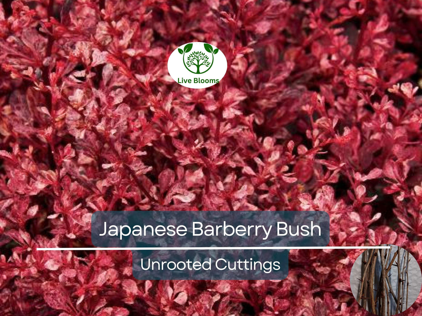 6 Japanese Barberry Bush Cuttings, Berberis Thunbergii Edible Berries, Organic Unrooted 6-9" - Easy to Grow, Hardy, Fruitful Shrub