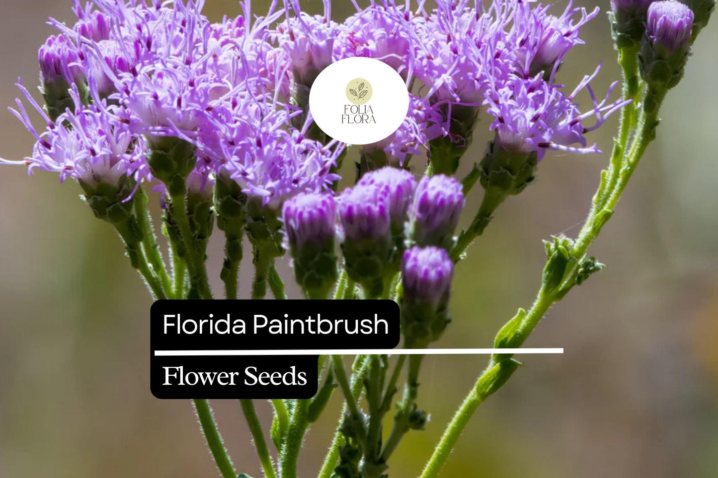 Florida Paintbrush Seeds (Carphephorus corymbosus) | 25 Seeds | Purple Wildflowers | Pollinator-Friendly