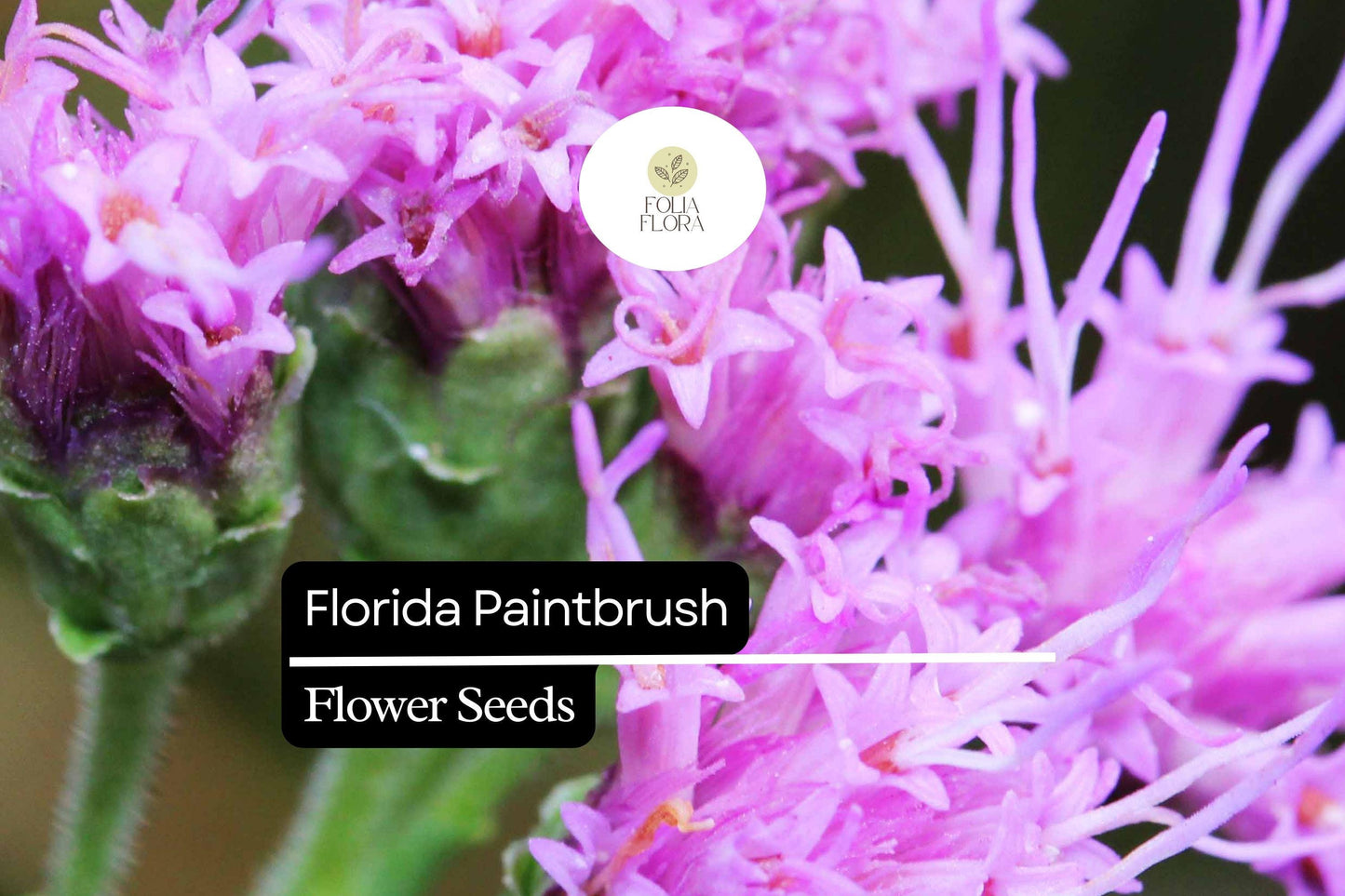 Florida Paintbrush Seeds (Carphephorus corymbosus) | 25 Seeds | Purple Wildflowers | Pollinator-Friendly