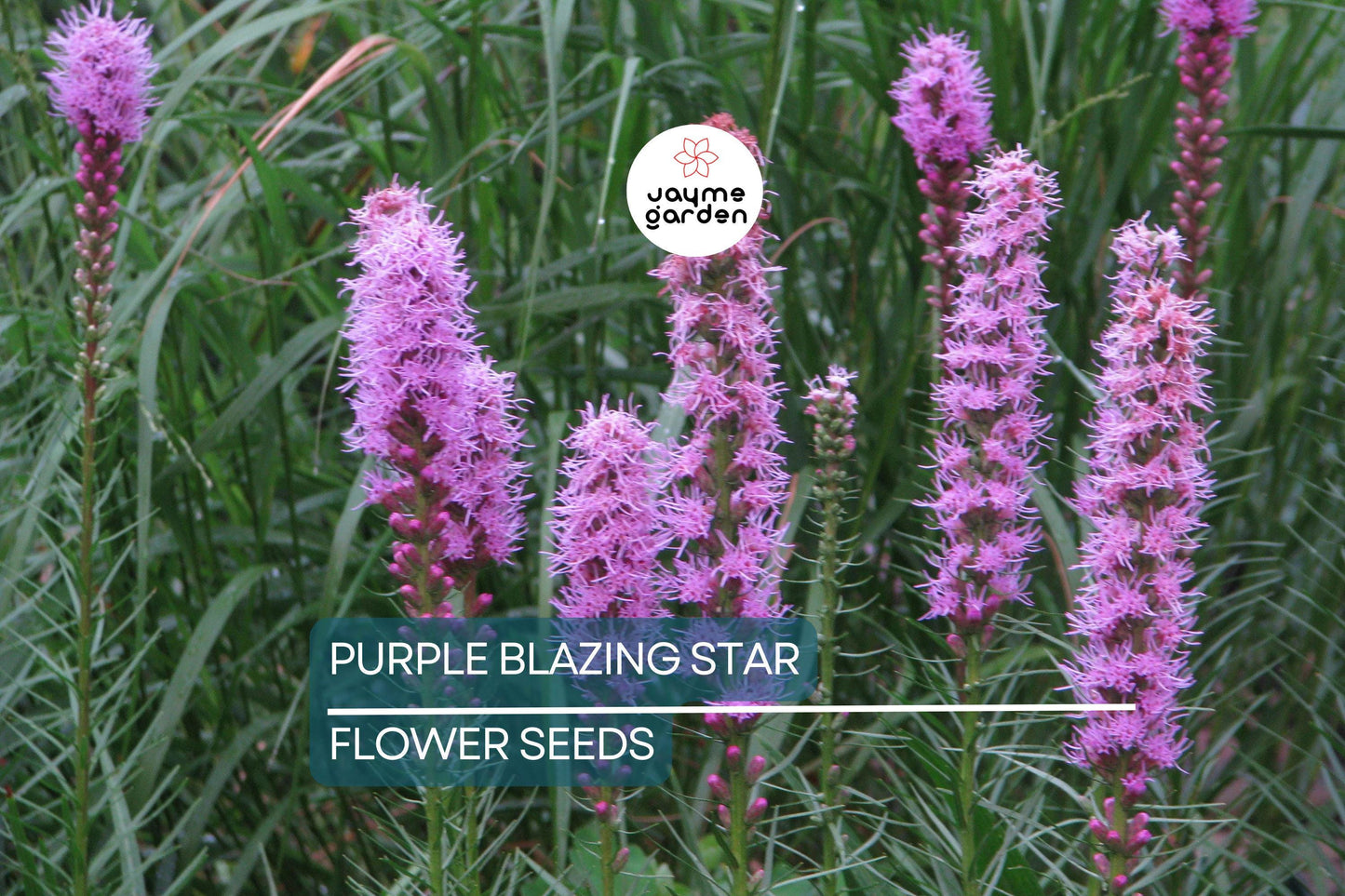 50 Purple Blazing Star Seeds (Liatris spicata) – Cold Hardy Butterfly Plant, Tall Purple Spikes, USDA Zones 3-9, Pollinator Garden Favorite