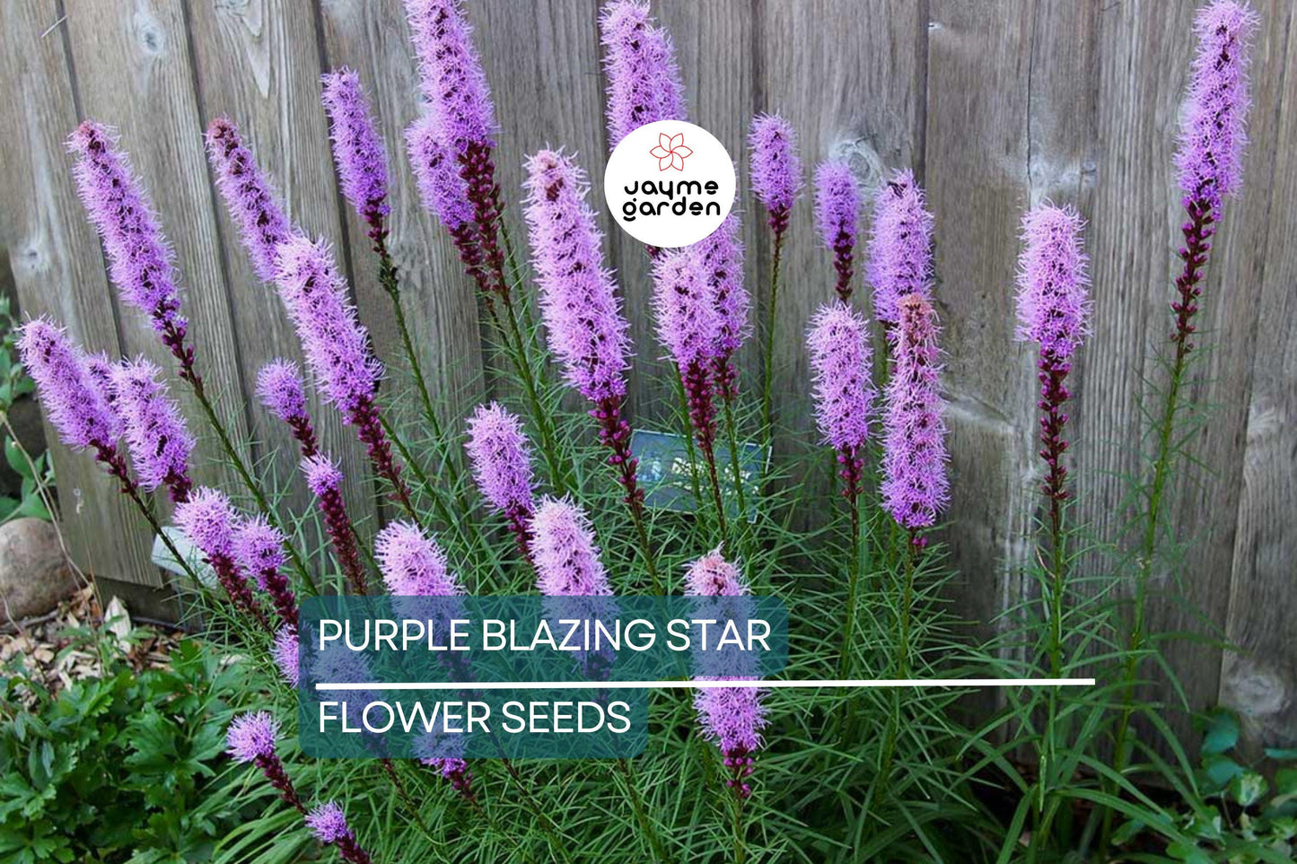 50 Purple Blazing Star Seeds (Liatris spicata) – Cold Hardy Butterfly Plant, Tall Purple Spikes, USDA Zones 3-9, Pollinator Garden Favorite