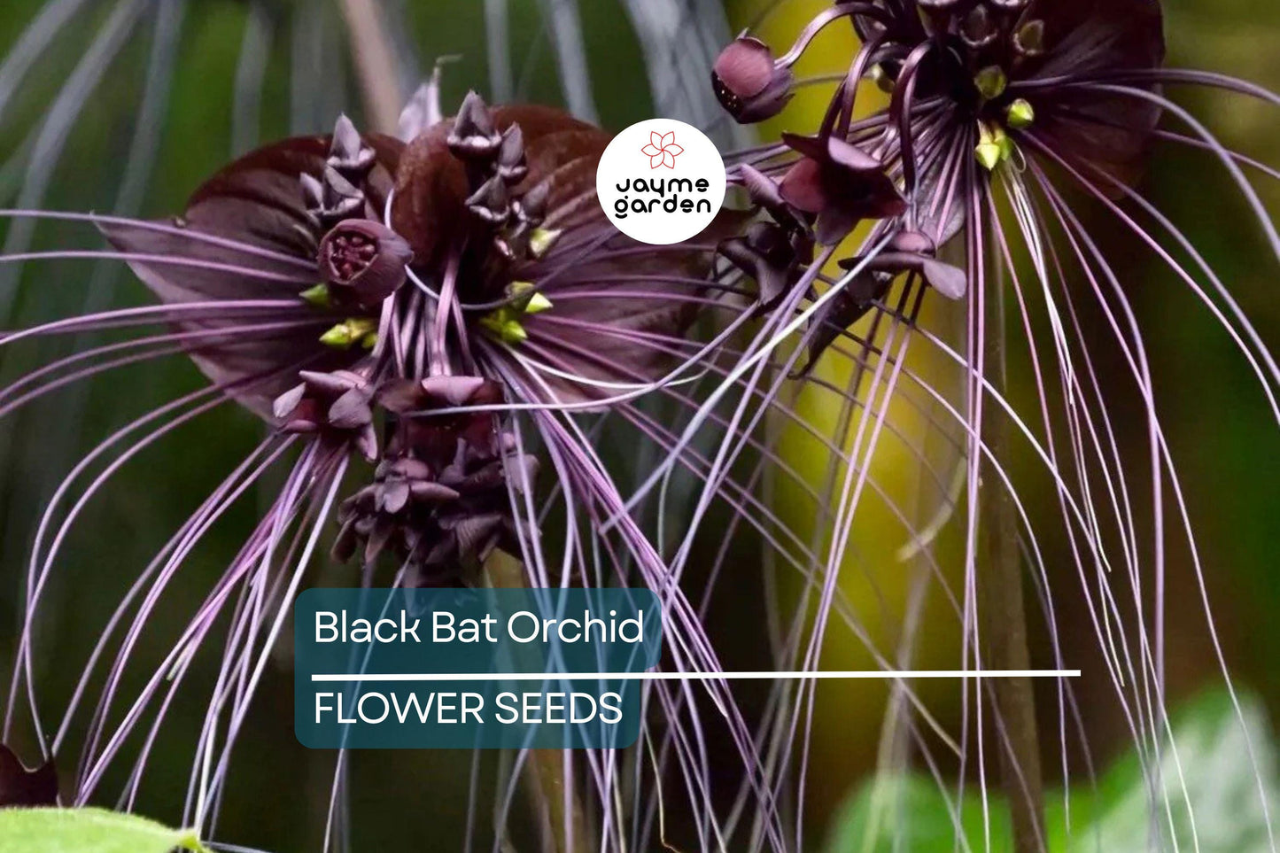 5 Black Bat Orchid Seeds (Tacca chantrieri) – Rare Tropical Houseplant, Unique Bat-Shaped Blooms, USDA Zones 10-11, Indoor or Outdoor
