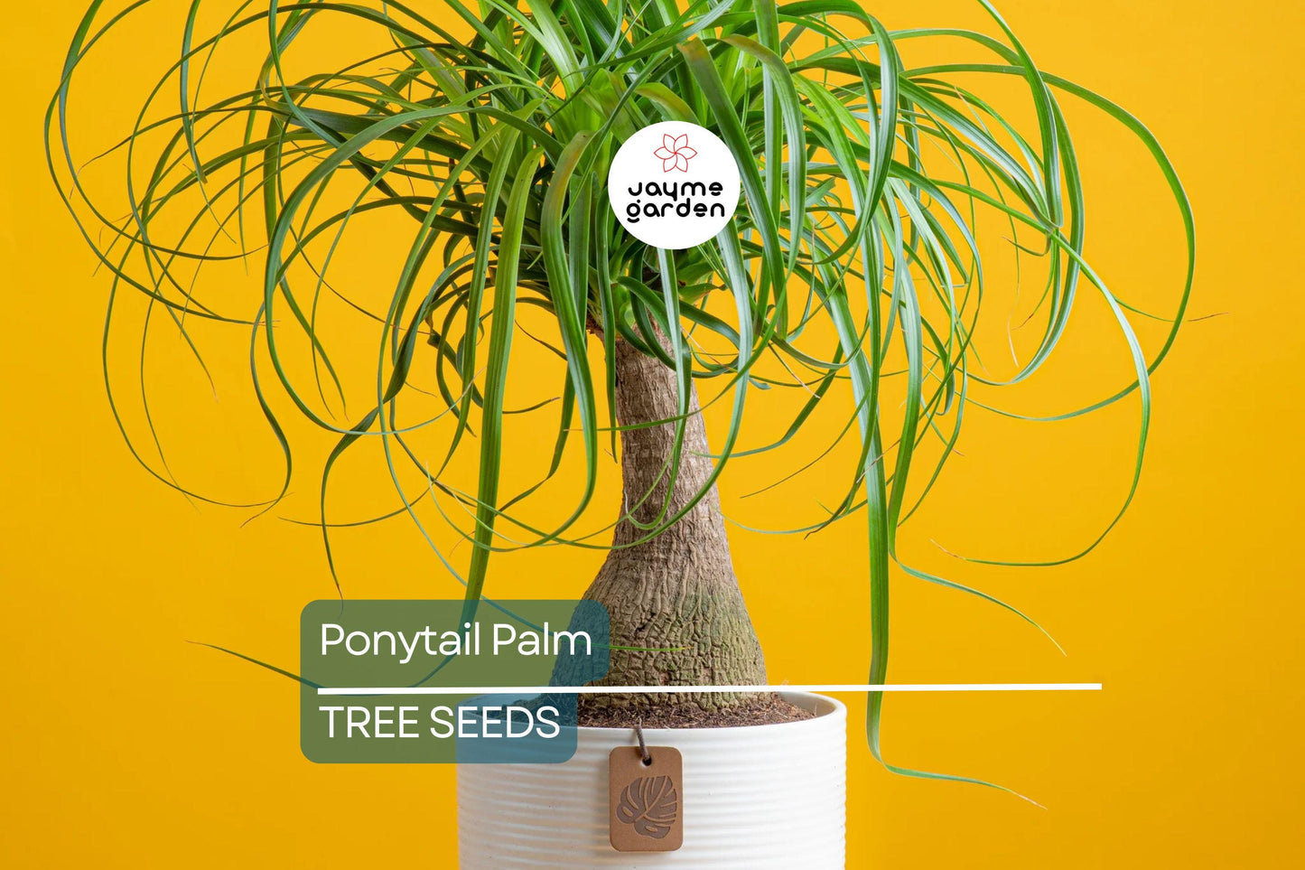 10 Ponytail Palm Tree Seeds (Beaucarnea recurvata) – Rare Elephant Foot Caudex, Indoor Houseplant, USDA Zones 9-11, Low Maintenance