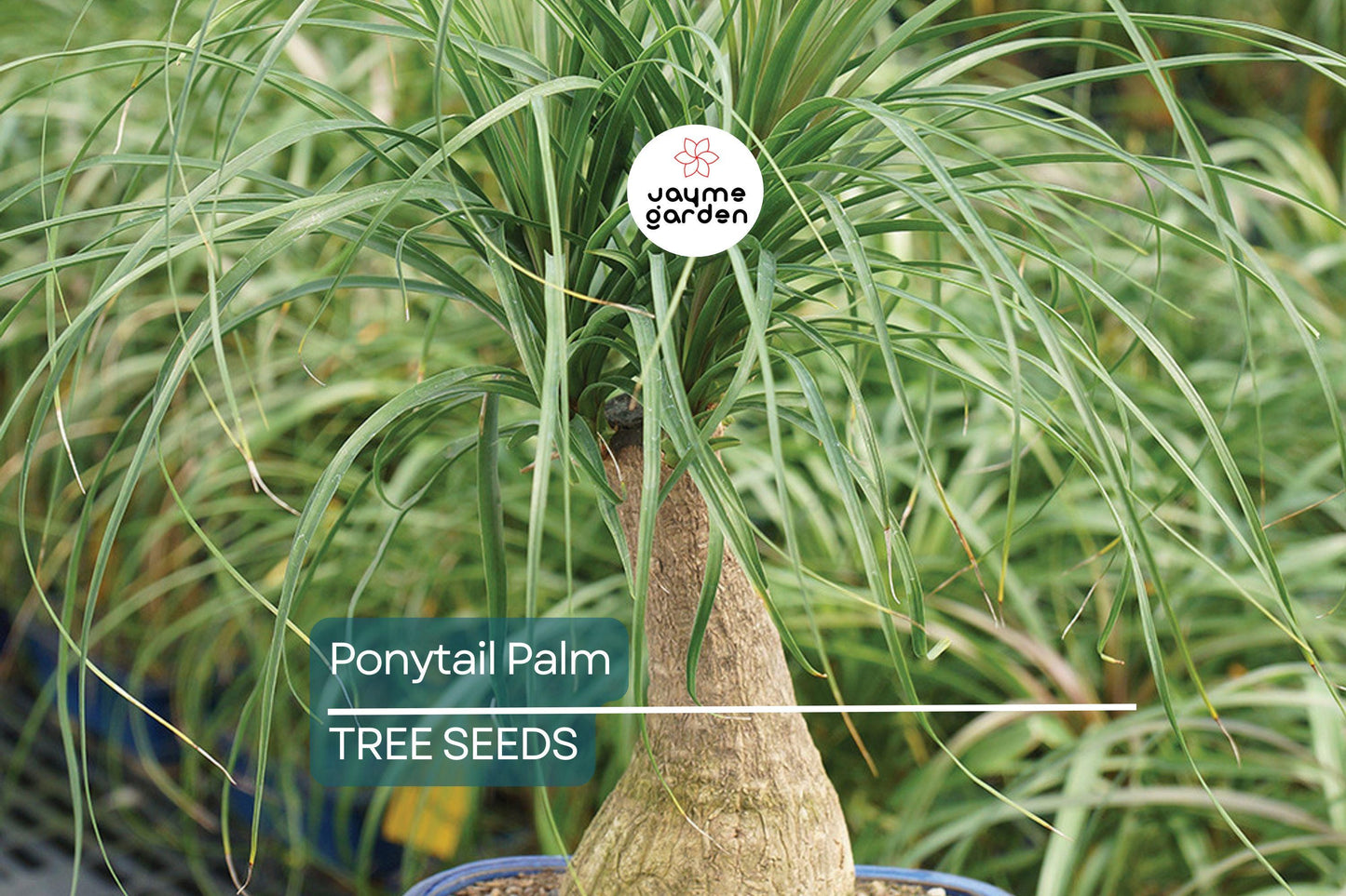 10 Ponytail Palm Tree Seeds (Beaucarnea recurvata) – Rare Elephant Foot Caudex, Indoor Houseplant, USDA Zones 9-11, Low Maintenance