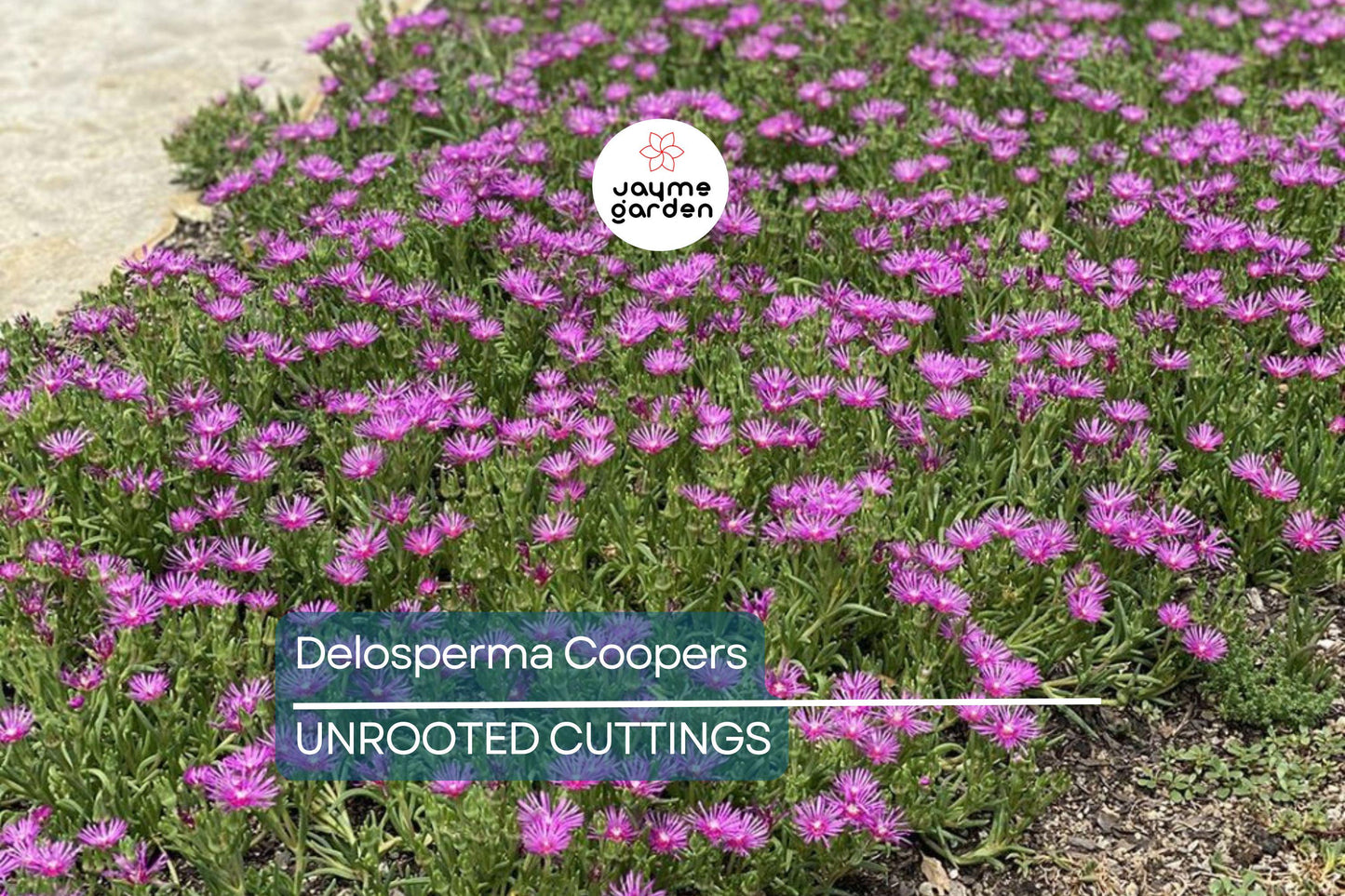Magenta Delosperma Cooperi Hardy Ice Plant – 5 Unrooted Cuttings, Drought-Tolerant Ground Cover
