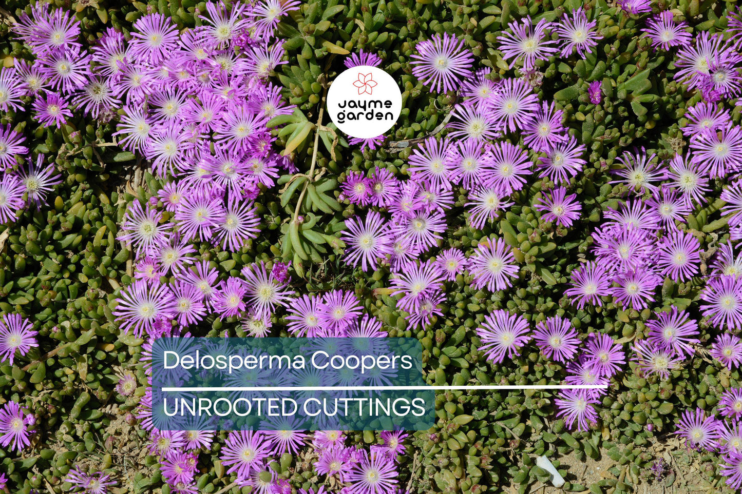 Magenta Delosperma Cooperi Hardy Ice Plant – 5 Unrooted Cuttings, Drought-Tolerant Ground Cover