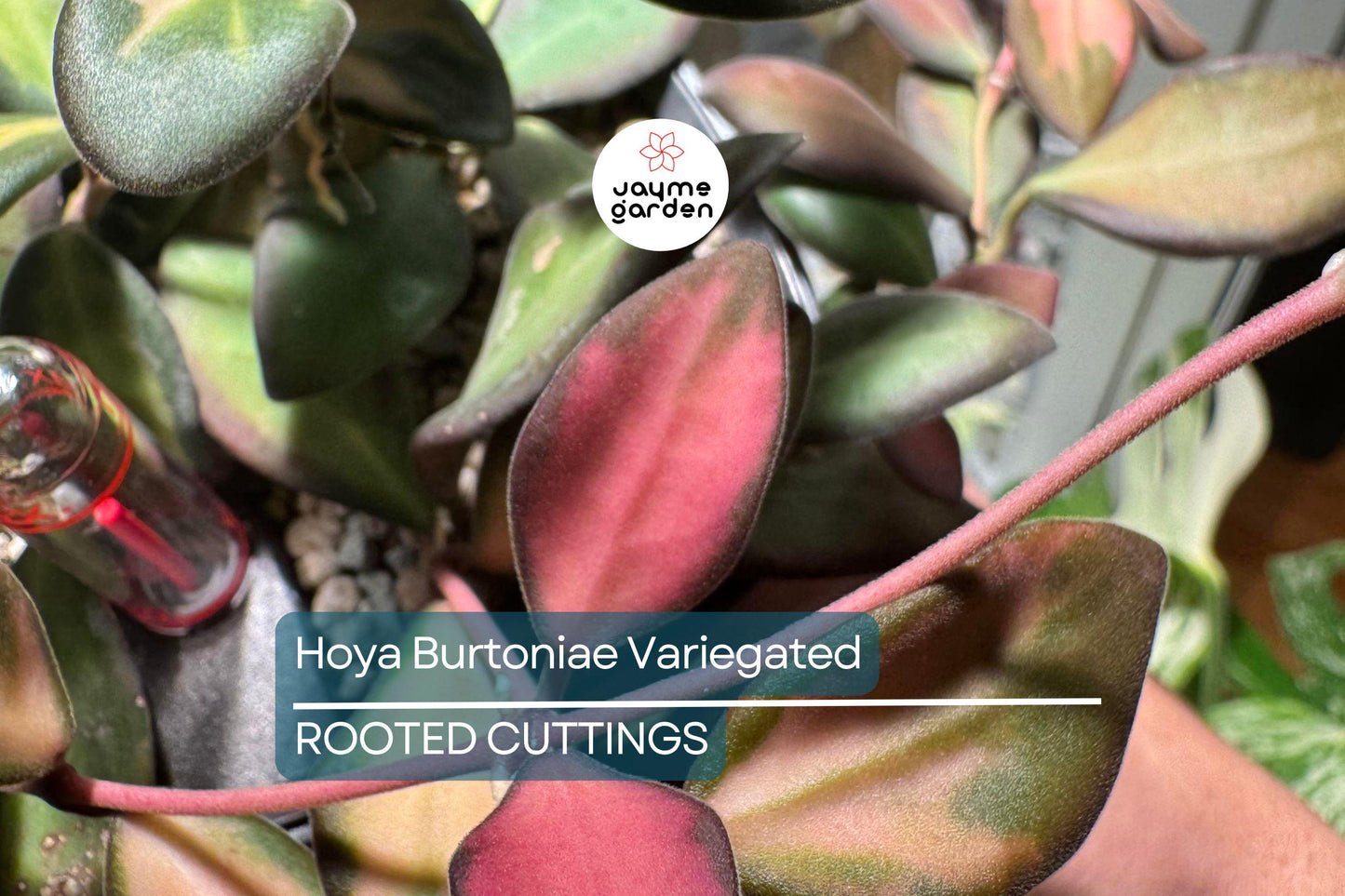 Uncommon Hoya Burtoniae Inner Variegated - Exact Plant “A” in 4” Hanging Pot - Rare Variegated Hoya Houseplant